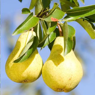 Poire alexandrine 500g