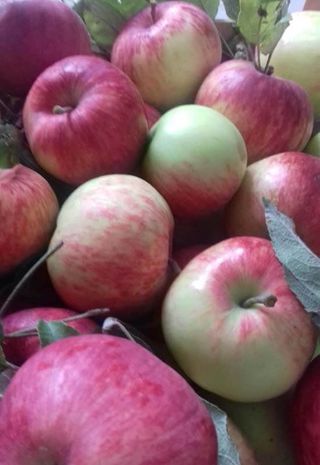 Organske Jabuke 500g