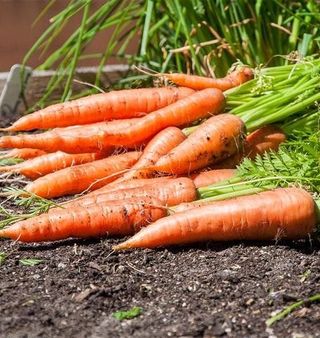 Organska Mrkva (Šargarepa) 500g