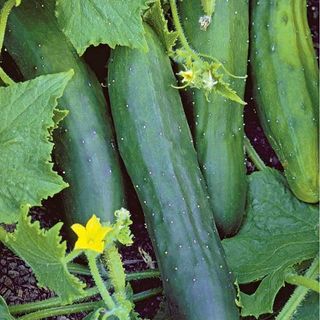 Organski Krastavac 500g