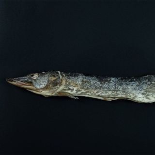 Suszony szczupak - 1000g