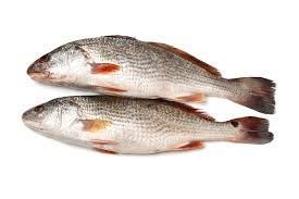 Croaker (1Kg)