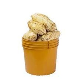 Sweet potato (paint bucket)