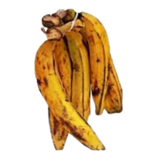 Plaintain (1 medium branch)