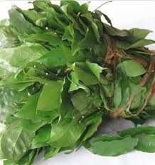 Okazi Leaf (Bunch)