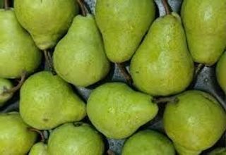 Apple pear (x 10 pcs)