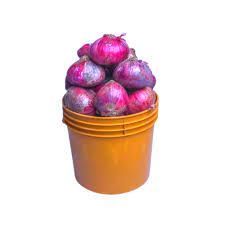 Onion (X1 Paint)