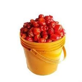 Rodo (paint bucket)
