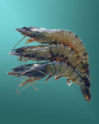 კრევეტი ვეფხვისებრი თავით (16-20)