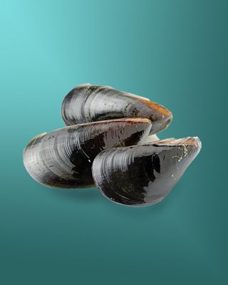 მიდია დახურულ ნიჟარაშიი