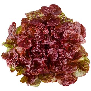 Salade Laitue Rouge la Pièce