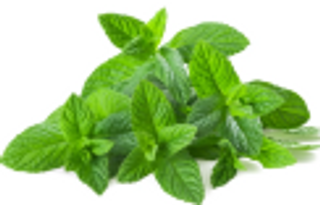 Menthe
