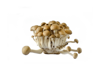 SHIMEJI BIAŁE/BRĄZOWE 150G