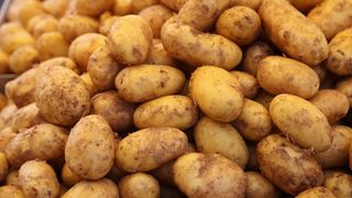 ZIEMNIAKI MŁODE WCZESNE kg