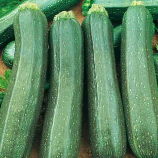 Cukini - zelena tikvica