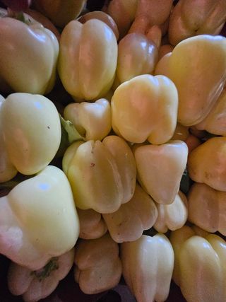 Paprika žuta babura