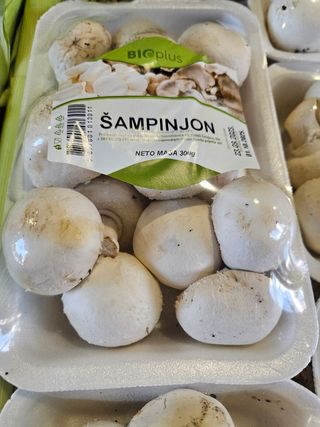 Gljive šampinjoni