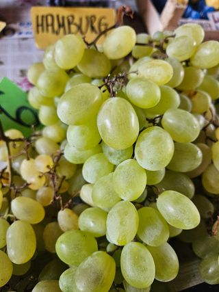 Grožđe bijelo