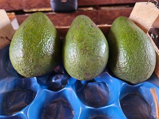 Avokado - KOM