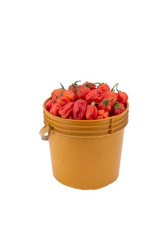 Pepper - Ata Rodo Grade B 1 Paint Bucket (1.75kg)