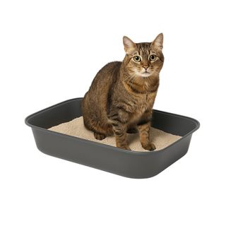 TK Pet Bandeja Sanitaria Basica 42cm