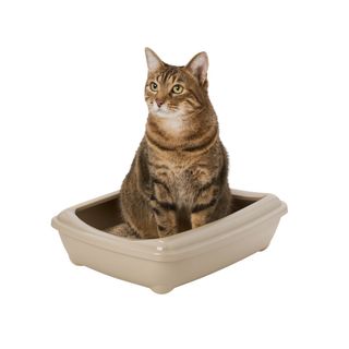 Nice Care Bandeja Sanitaria 57cm Beige