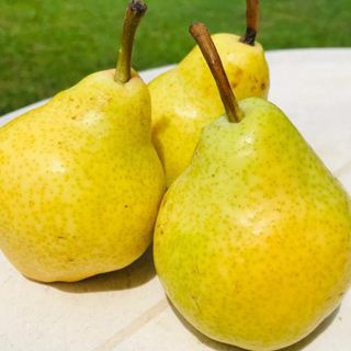 Vilijamovka kruska - 500gr