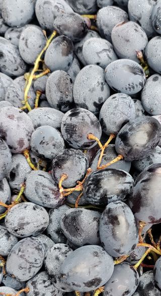 Hercegovački drijenjak crno grožđe 500 g