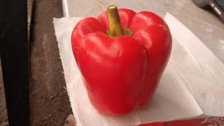 Crvena paprika babura 500 g