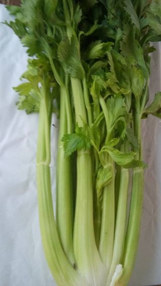 Celer stabiljka 500 g