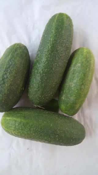 Krastavica potočarka 500 g