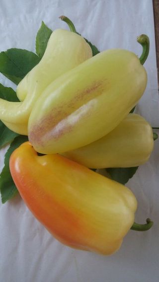 Paprika za peći 500 g