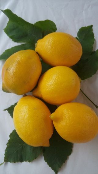 Domaci limun