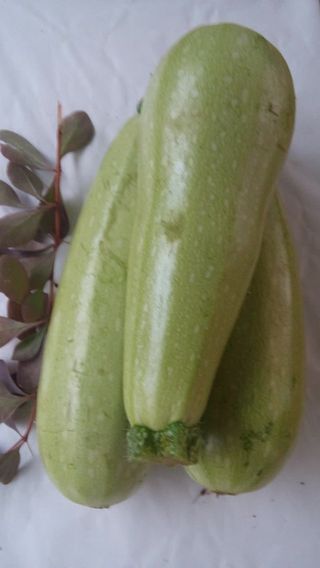 Tikvica hercegovačka 500 g