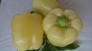 Žuta hercegovačka paprika 500 g