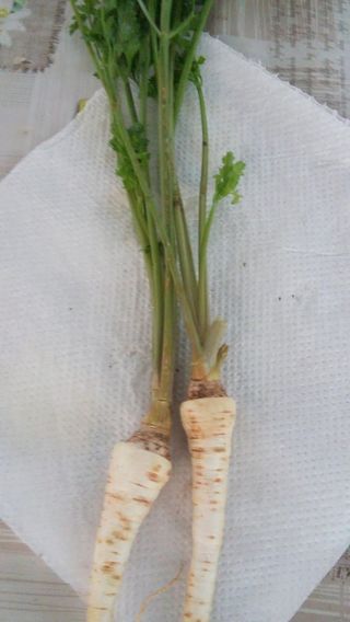 Peršun korijen vezica