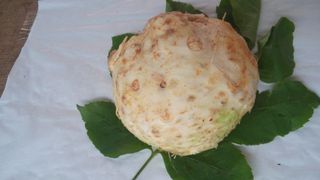 Celer korijen - komad