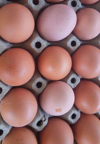 Domaća jaja