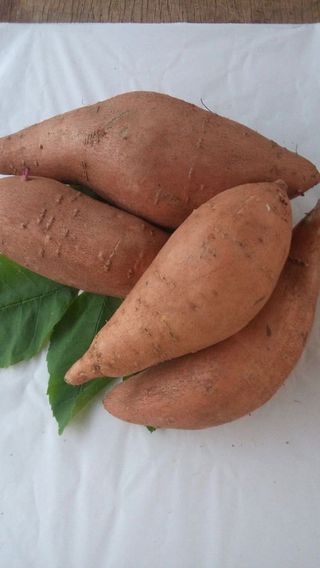 Batat krompir - komad