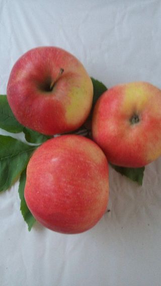 Jonagold jabuka - Green smith apple)