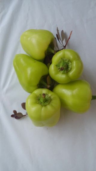 Paprika za filovanje