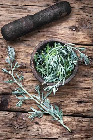Absinthe séchée