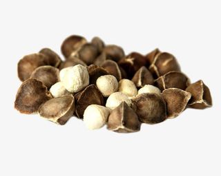 Graines de Moringa – Vitalité pure