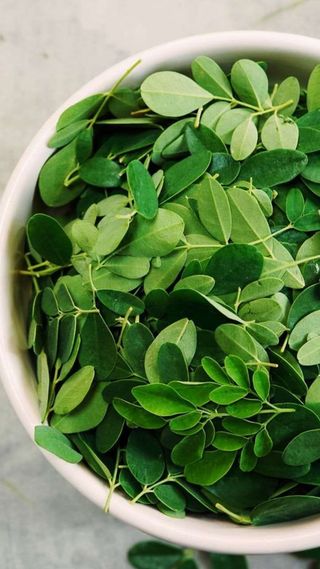 Feuille de Moringa séchée – L’Arbre de Vie