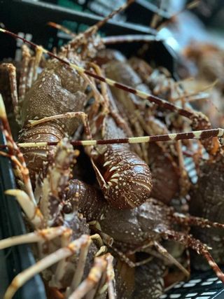 Langouste Épineuse au Kg