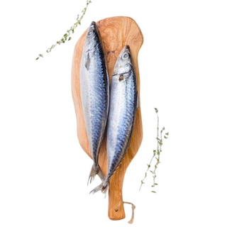 Coral Svježa Palamida 1kg-2kg