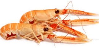NEP Norveški škamp 2 - Nephrops norvegicus