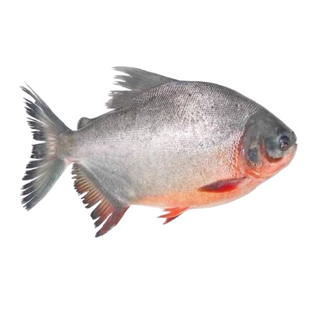 Poisson-lune 800g+ ~2 kg