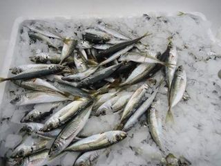 Сафрид чистен пресен 100гр - /396/