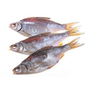 Плітка в'ялена середня